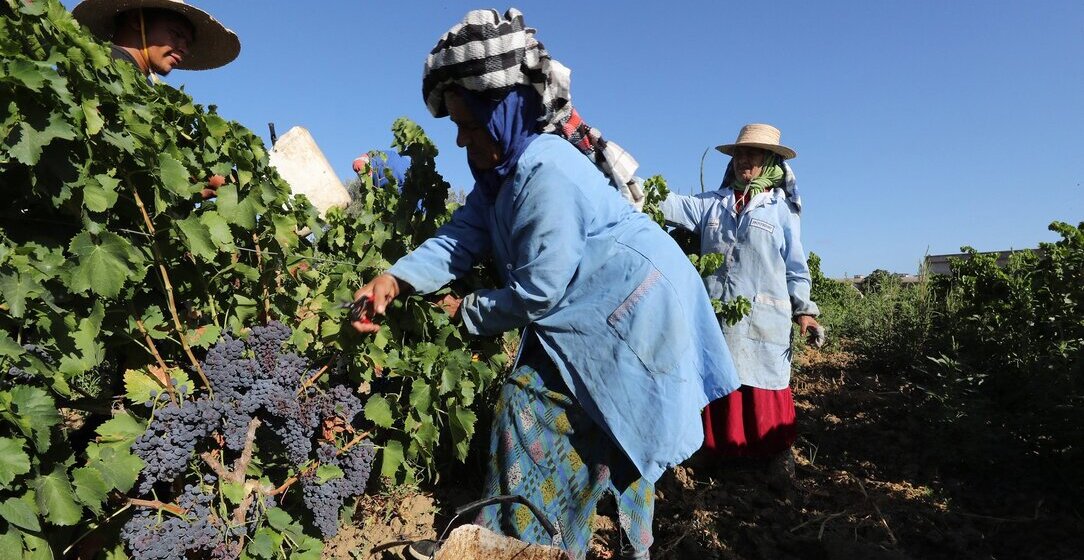 Visiter un domaine viticole et dégustez les vins tunisiens